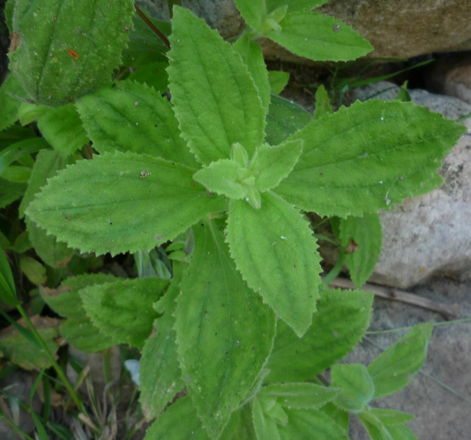 High Resolution Erythranthe cardinalis Leaf